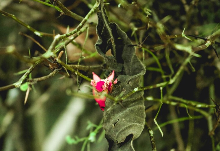 Plantas amazónicas